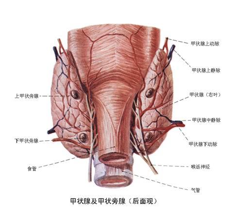 宝贝邦:甲状腺对俄罗斯试管婴儿的影响