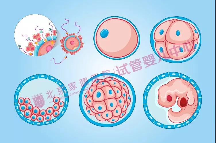 如果培养我3天,我就叫卵裂期胚胎,如果培养我5天,我就叫囊胚.