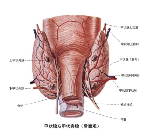 俄罗斯试管婴儿:甲状腺疾病对孕妇以及婴儿的影响!